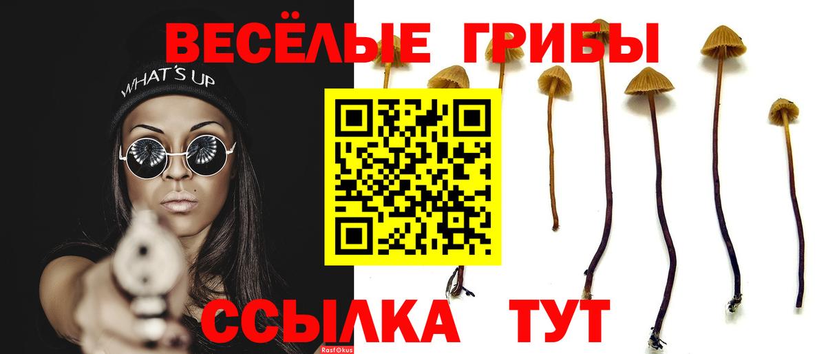 Галлюциногенные грибы Psilocybe Благовещенск
